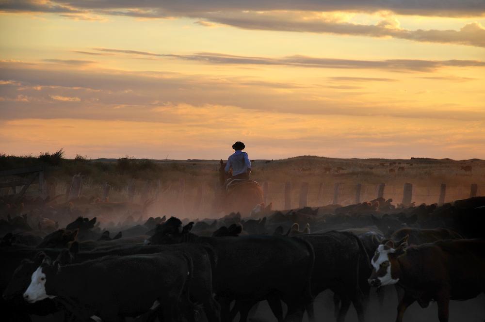 Cattle Drive