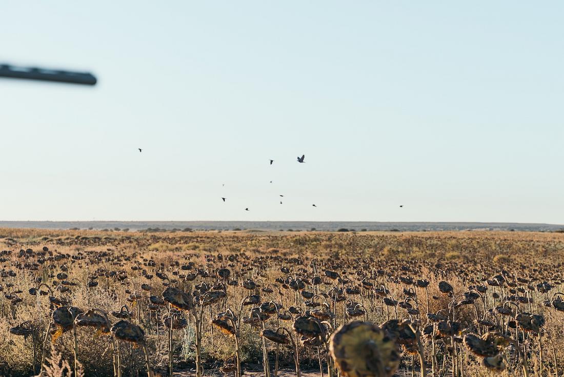 Bird Hunting in Argentina - Terra Pampa 3