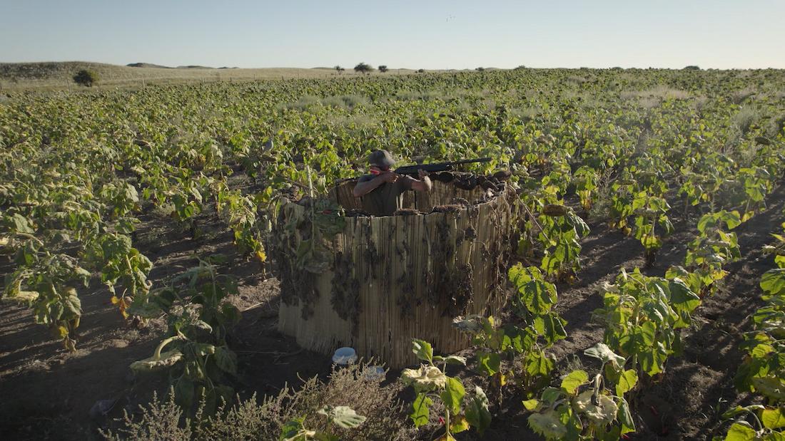 Dove and Pigeon Hunting in Argentina - 3