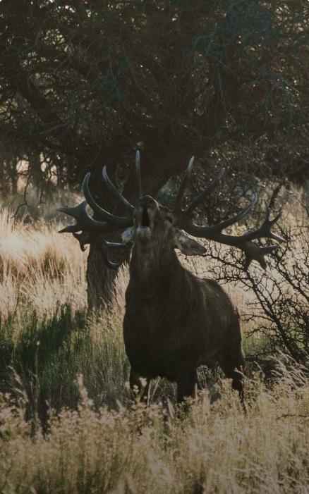 Red Stag Hunting in Argentina