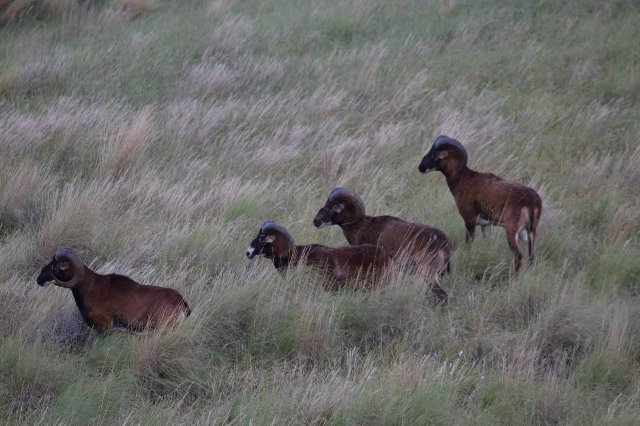 Mouflon Hunting in Argentina - 2