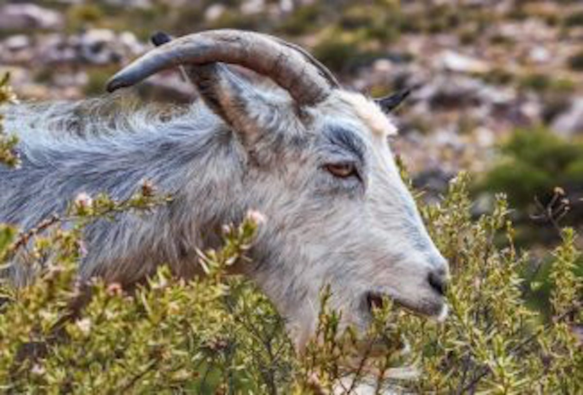 Wild Goat Hunting in Argentina - 2