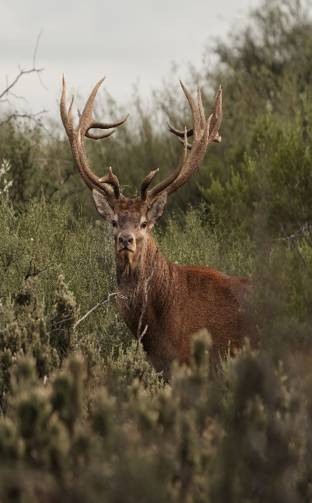 Red Stag Hunt (7 Days)