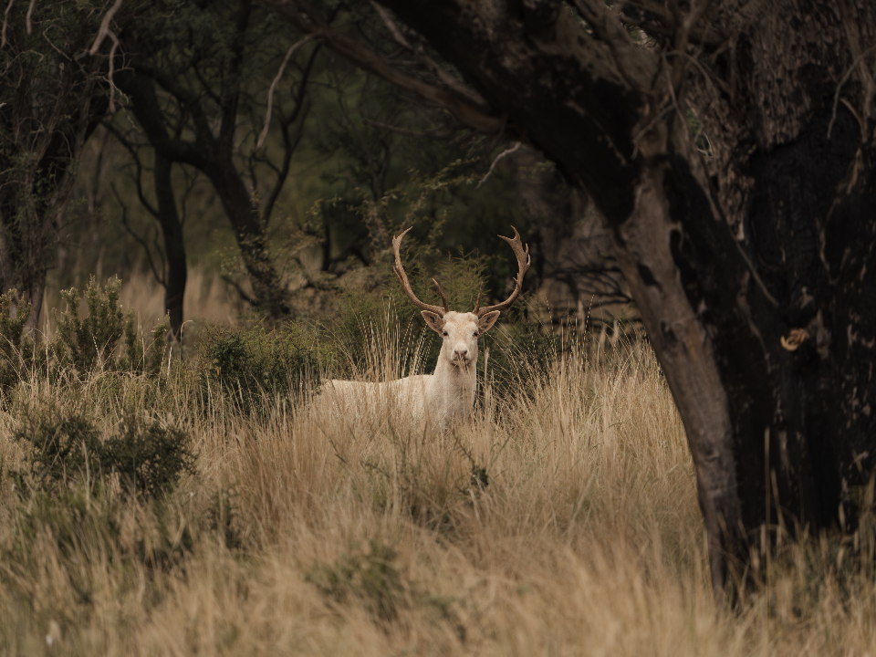 Fallow Deer Hunting in Argentina - 2