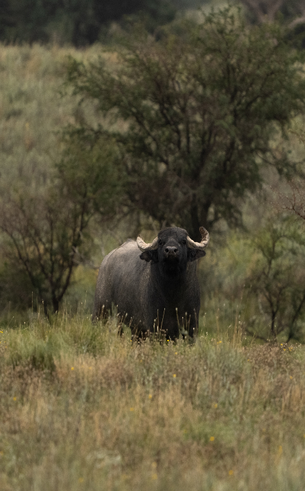 Red Stag + Blackbuck + Water buffalo