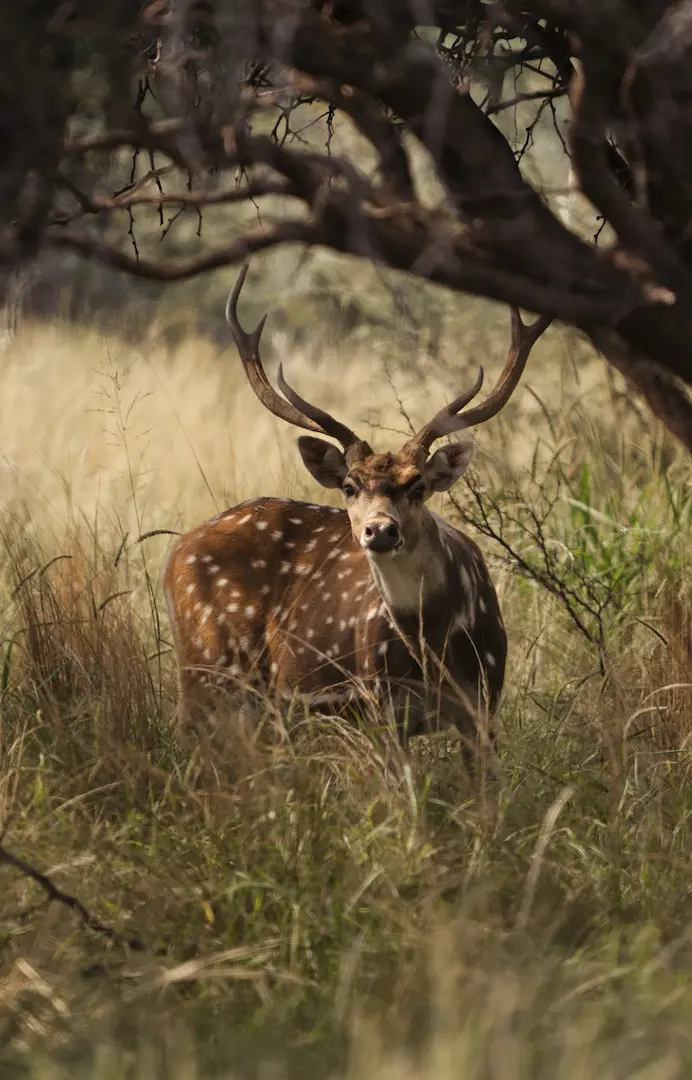 Axis Deer