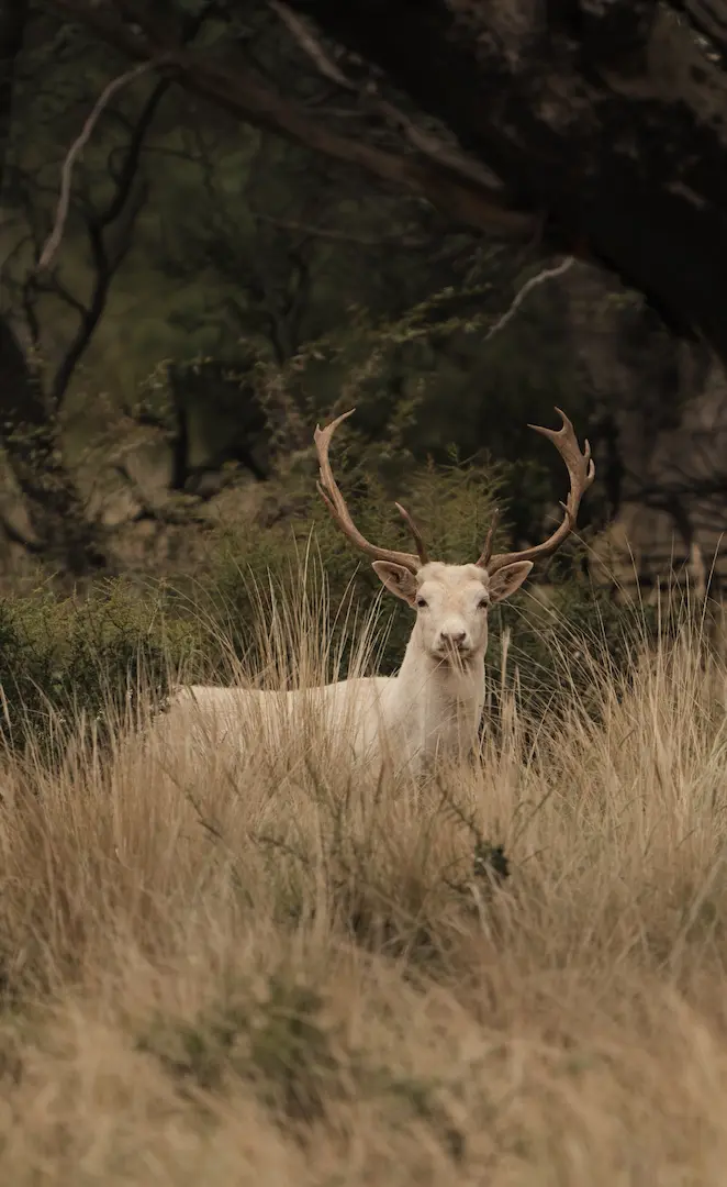 Fallow Deer