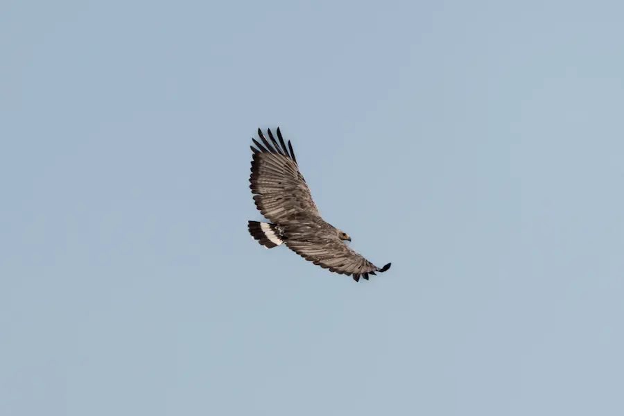Birding