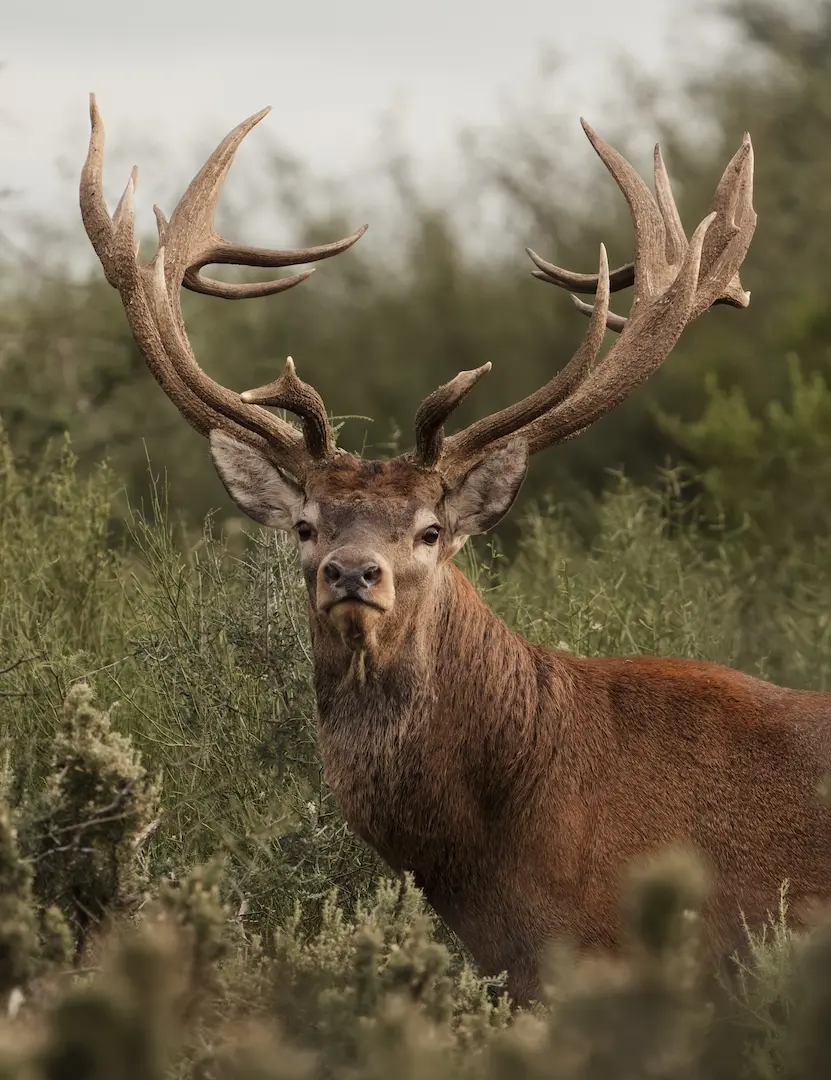 Red Stag