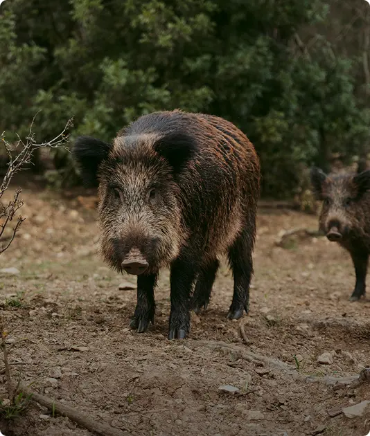 Wild Boar