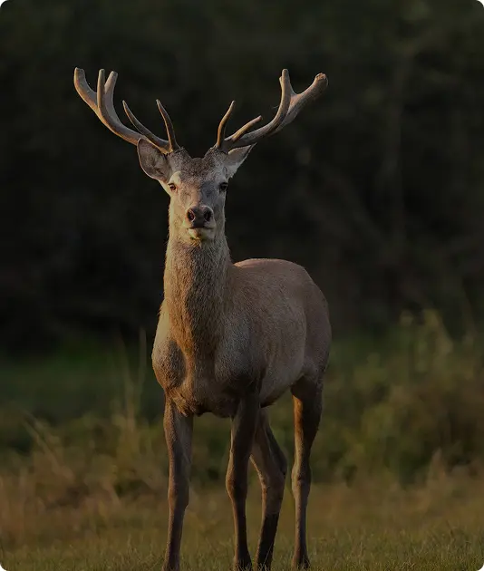 Fallow Deer