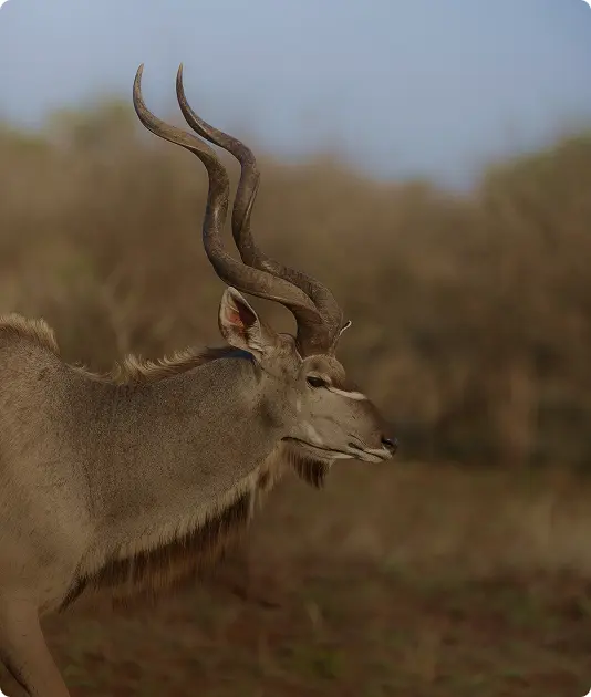 Axis Deer