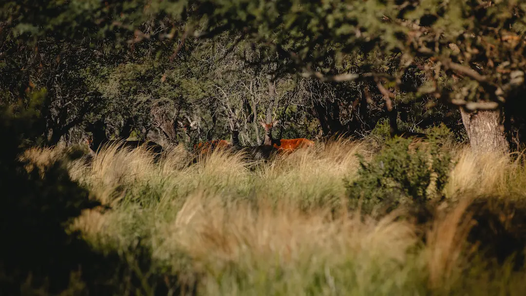 Safari Drive