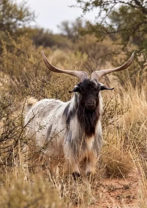 Feral Goat