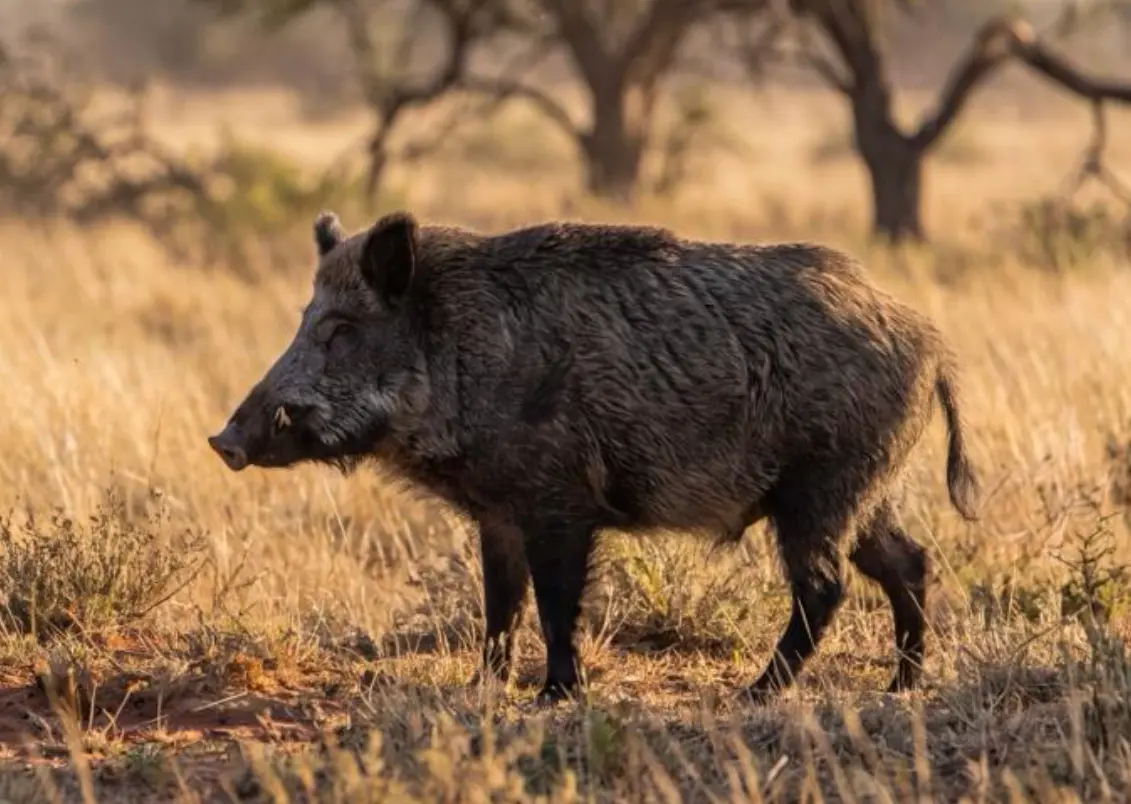 Wild Boar